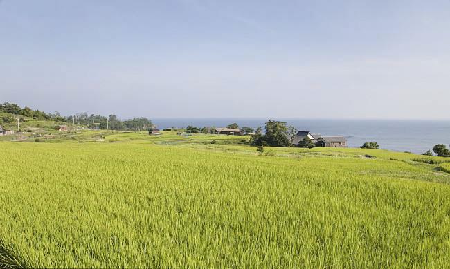 全國(guó)農(nóng)業(yè)技術(shù)推廣服務(wù)中心發(fā)布水稻病蟲情報(bào)，預(yù)計(jì)水稻紋枯病發(fā)生偏重