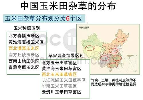 玉米田陷入斷檔期,，除草劑到了大洗牌時代